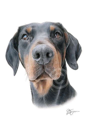 Doberman pinscher colour - pinscher,