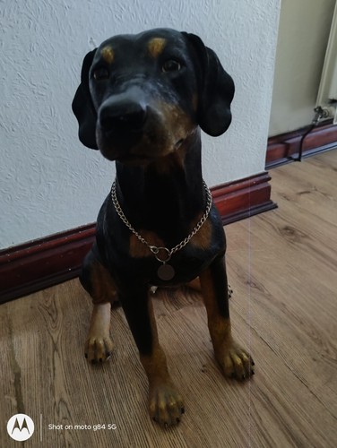 Large doberman pincer dog - doberman,
