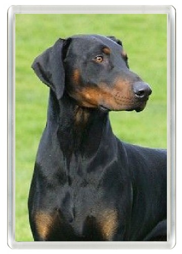 Doberman pinscher dog fridge - doberman,